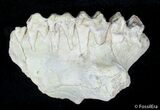 Oreodont Jaw Section #2868-2